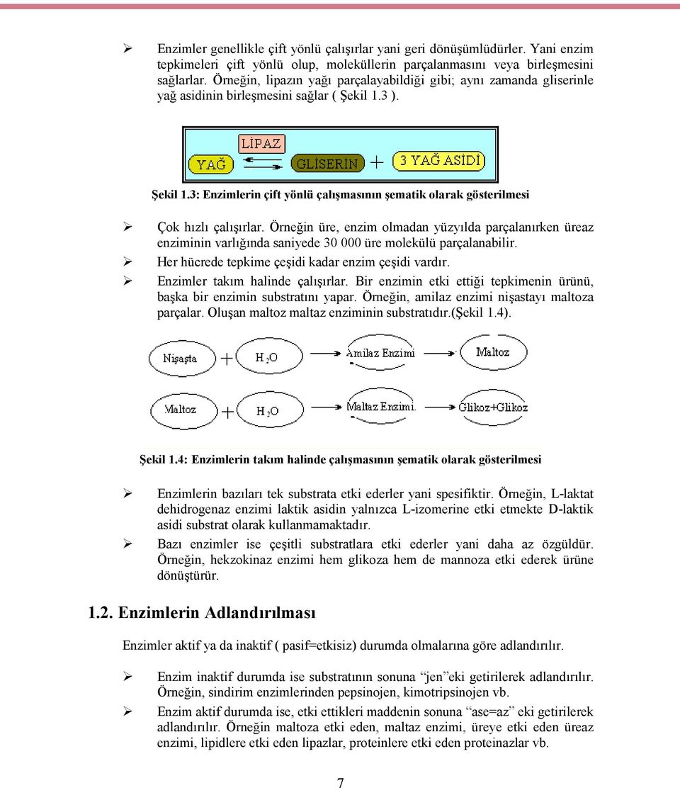 Örneğin üre, enzim olmadan yüzyılda parçalanırken üreaz enziminin varlığında saniyede 30 000 üre molekülü parçalanabilir. Her hücrede tepkime çeşidi kadar enzim çeşidi vardır.