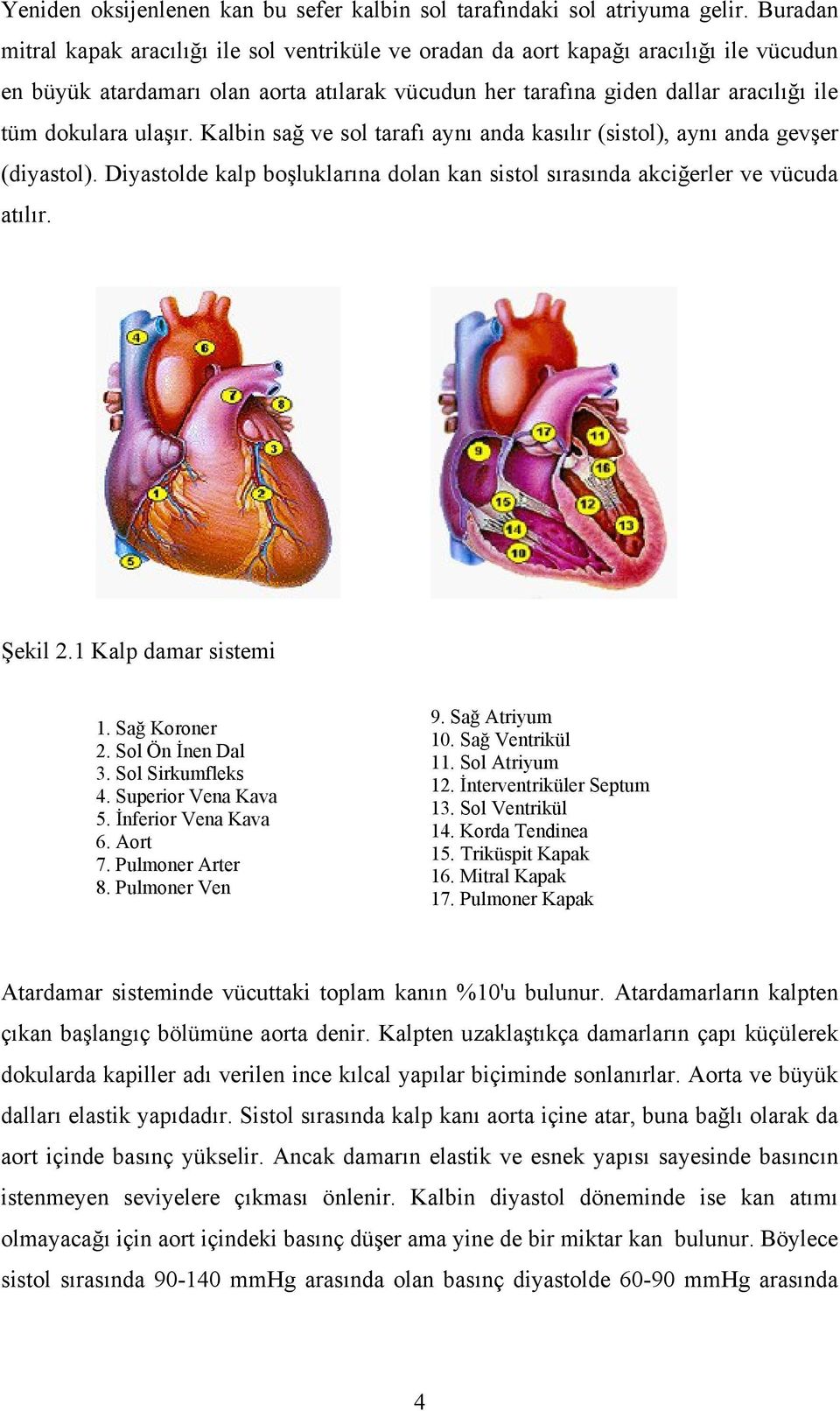 ulaşır. Kalbin sağ ve sol tarafı aynı anda kasılır (sistol), aynı anda gevşer (diyastol). Diyastolde kalp boşluklarına dolan kan sistol sırasında akciğerler ve vücuda atılır. Şekil 2.