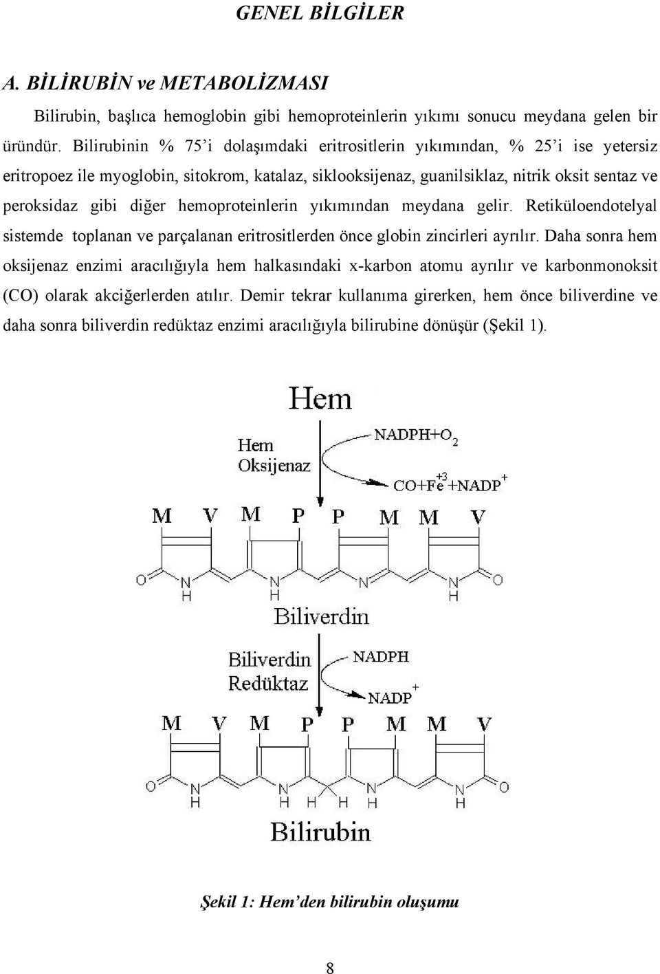 hemoproteinlerin yıkımından meydana gelir. Retiküloendotelyal sistemde toplanan ve parçalanan eritrositlerden önce globin zincirleri ayrılır.