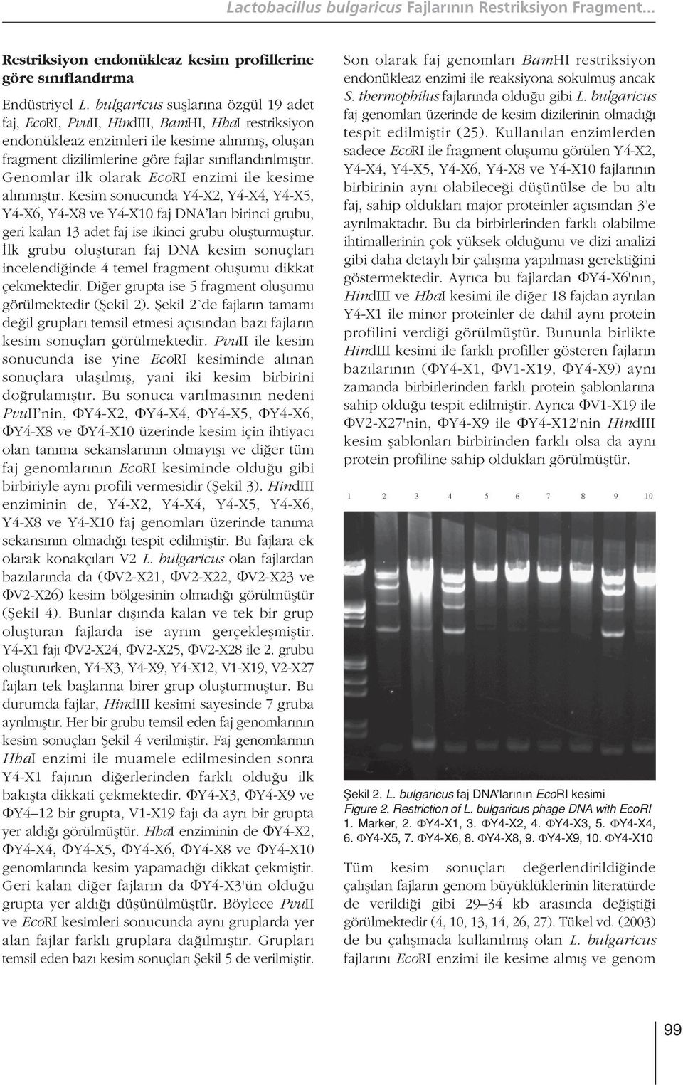 Genomlar ilk olarak EcoRI enzimi ile kesime al nm flt r. Kesim sonucunda Y4-X2, Y4-X4, Y4-X5, Y4-X6, Y4-X8 ve Y4-X10 faj DNA lar birinci grubu, geri kalan 13 adet faj ise ikinci grubu oluflturmufltur.