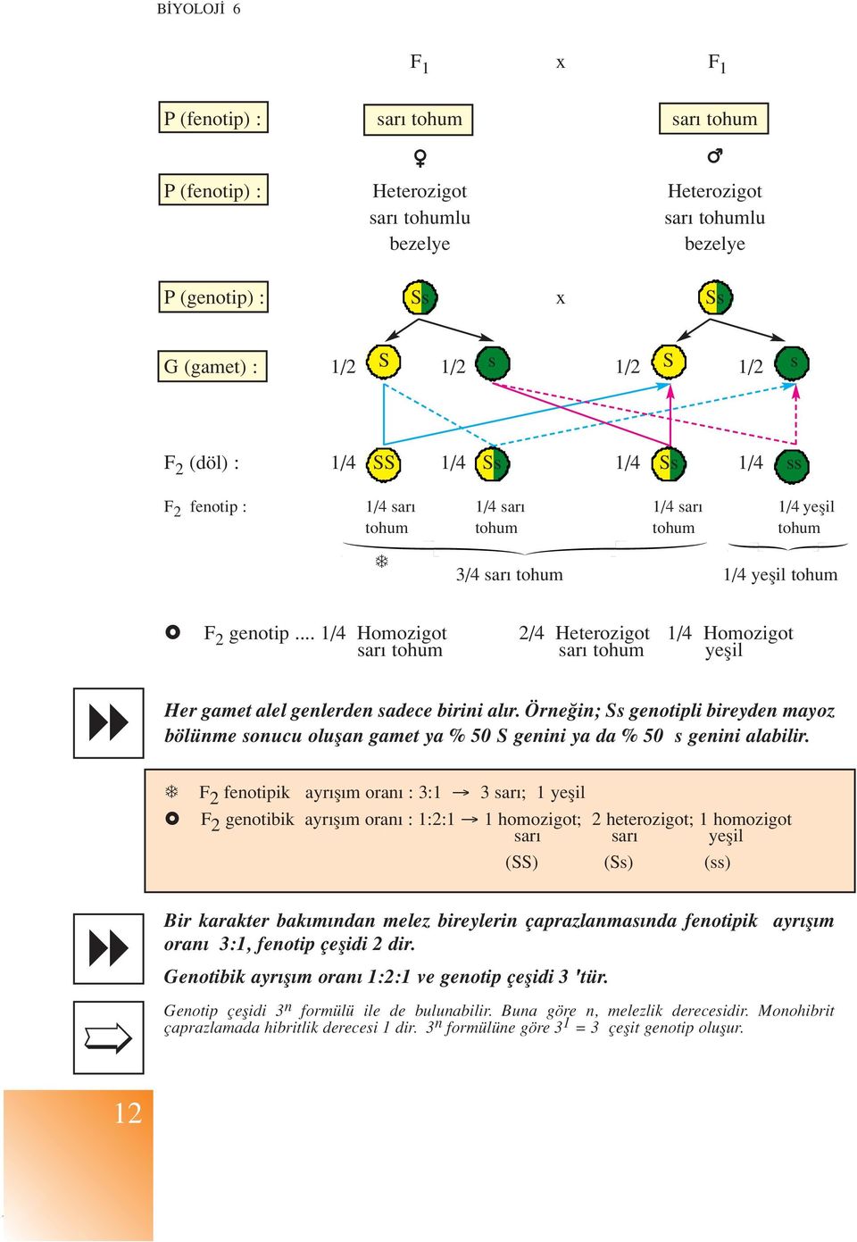 .. /4 Homozigot 2/4 Heterozigot /4 Homozigot sar tohum sar tohum yeflil Her gamet alel genlerden sadece birini al r.