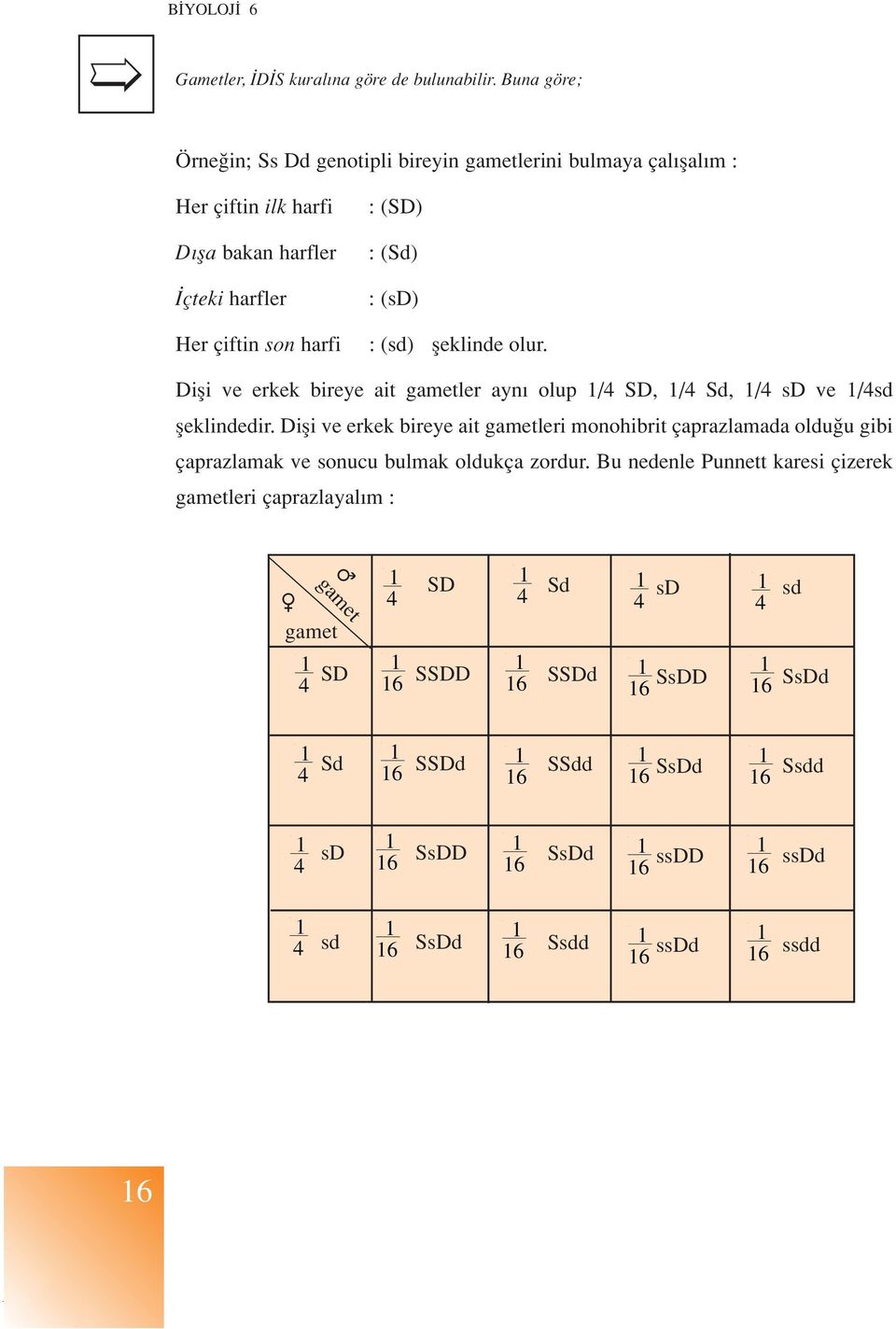 : (sd) : (sd) fleklinde olur. Difli ve erkek bireye ait gametler ayn olup /4 SD, /4 Sd, /4 sd ve /4sd fleklindedir.