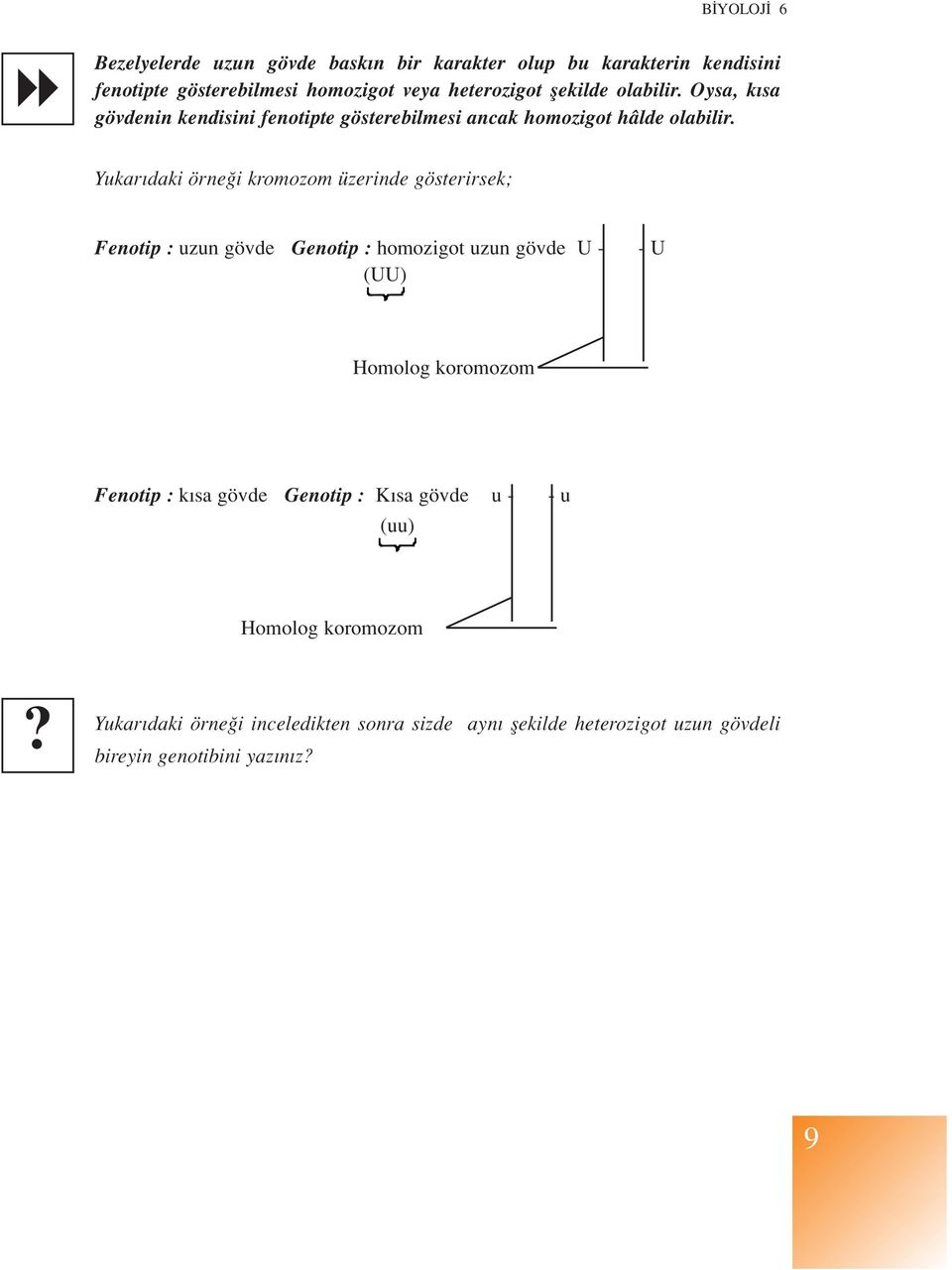 Yukar daki örne i kromozom üzerinde gösterirsek; Fenotip : uzun gövde Genotip : homozigot uzun gövde U - (UU) - U Homolog koromozom