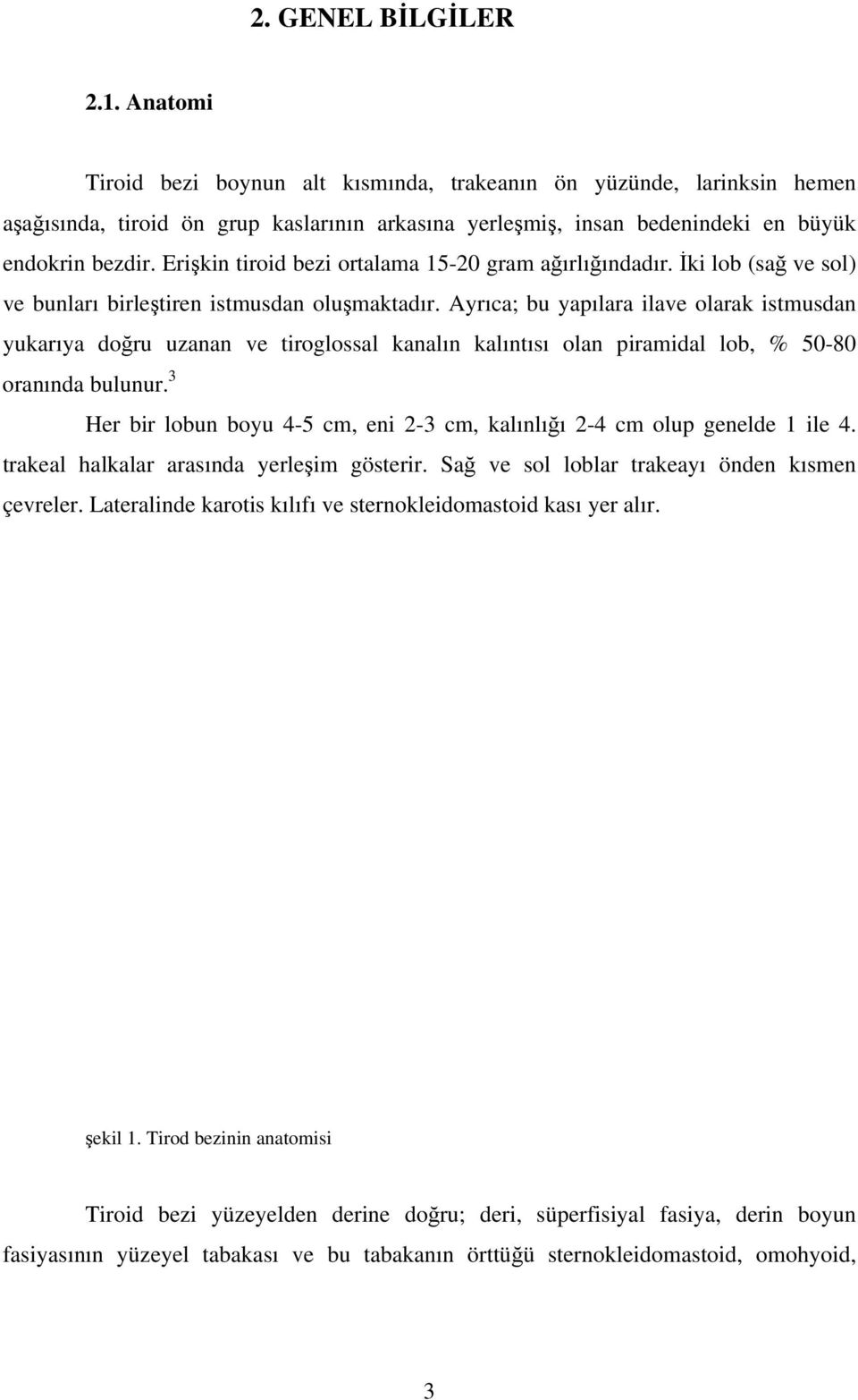 Erişkin tiroid bezi ortalama 15-20 gram ağırlığındadır. İki lob (sağ ve sol) ve bunları birleştiren istmusdan oluşmaktadır.