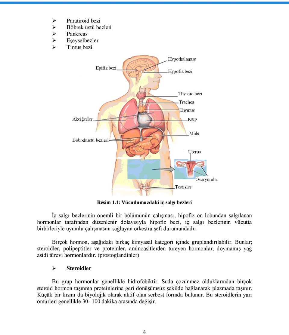 vücutta birbirleriyle uyumlu çalıģmasını sağlayan orkestra Ģefi durumundadır. Birçok hormon, aģağıdaki birkaç kimyasal kategori içinde gruplandırılabilir.