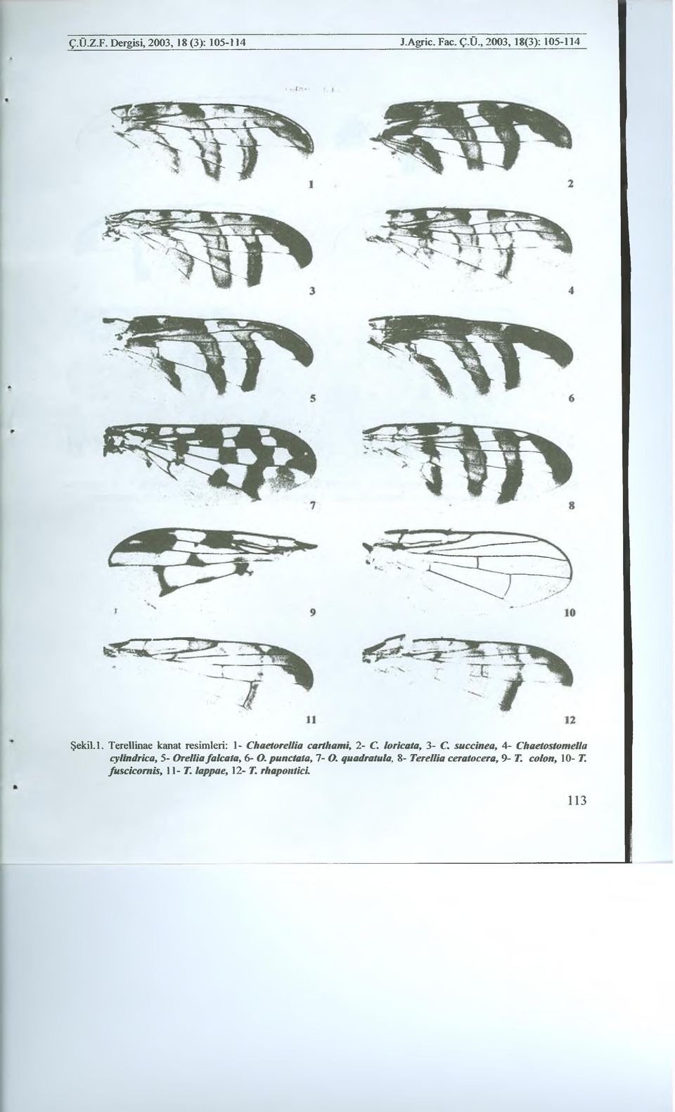 succinea, 4- Chaetostomella cylmdrica, 5- Orellia fnlcata, 6- O. punctata, 7- O.