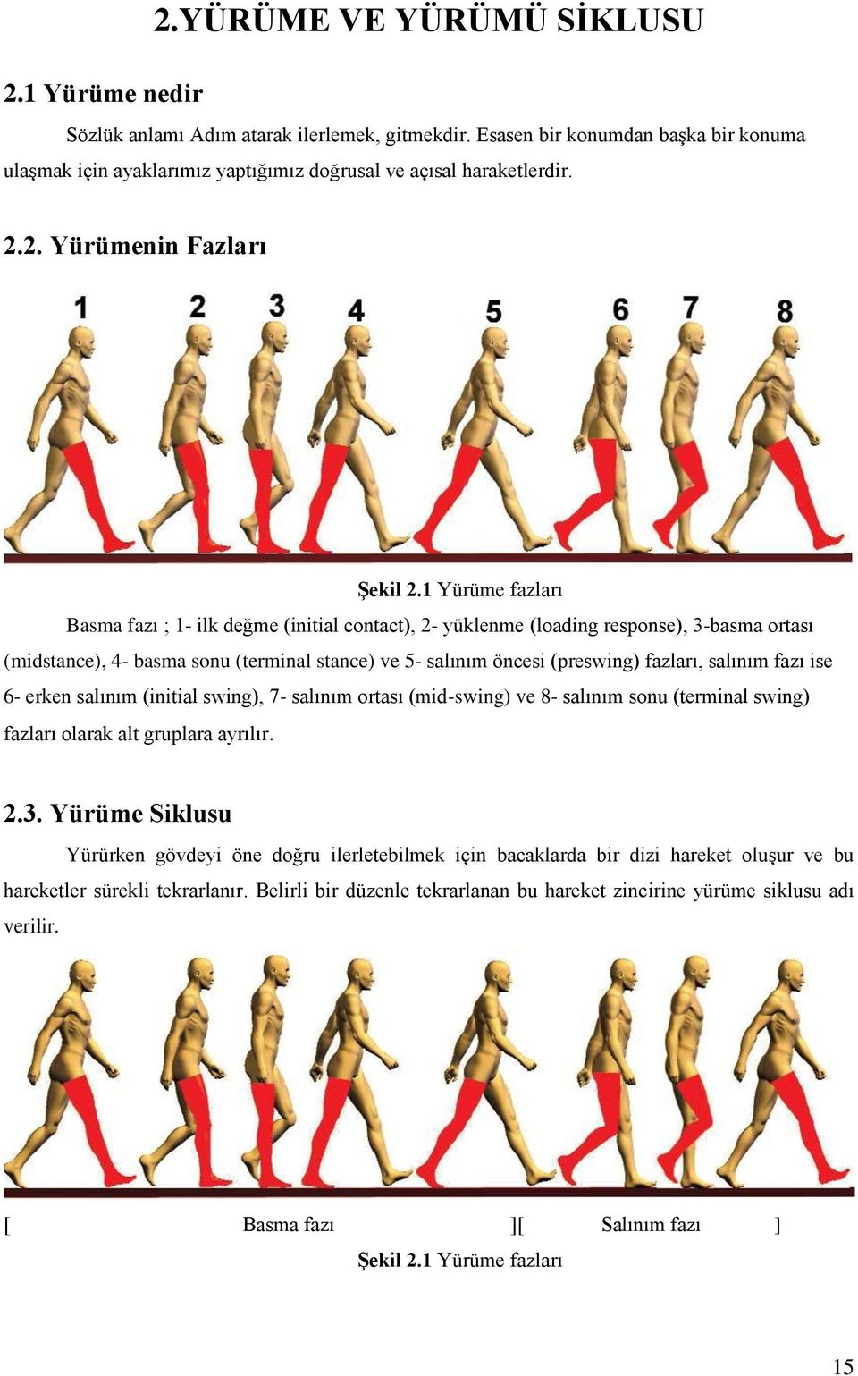 1 Yürüme fazları Basma fazı ; 1- ilk değme (initial contact), 2- yüklenme (loading response), 3-basma ortası (midstance), 4- basma sonu (terminal stance) ve 5- salınım öncesi (preswing) fazları,