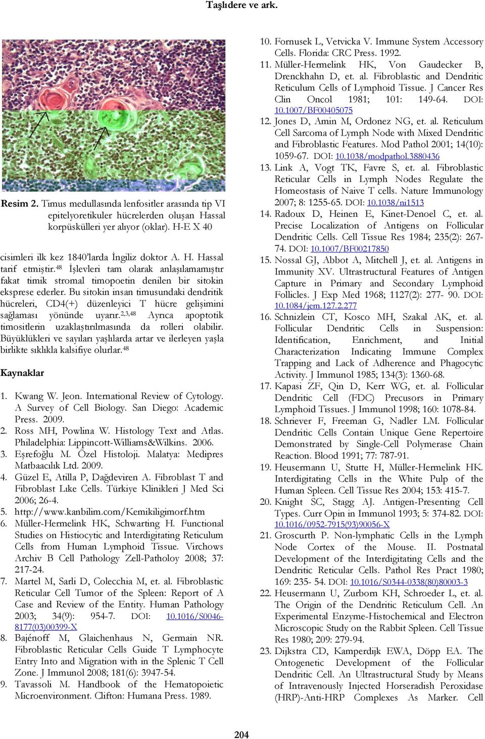 Bu sitokin insan timusundaki dendritik hücreleri, CD4(+) düzenleyici T hücre gelişimini sağlaması yönünde uyarır. 2,3,48 Ayrıca apoptotik timositlerin uzaklaştırılmasında da rolleri olabilir.