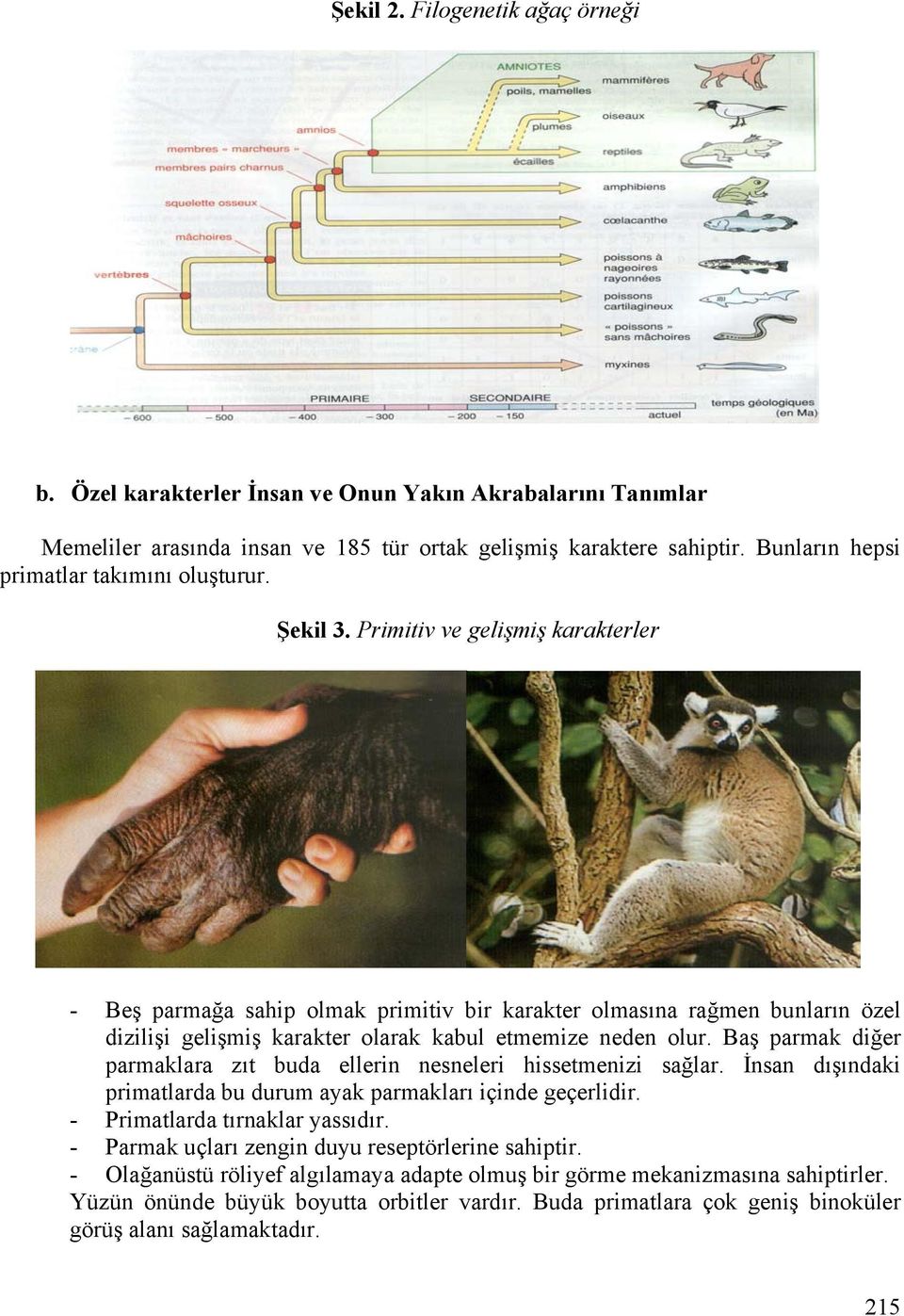 Primitiv ve gelişmiş karakterler - Beş parmağa sahip olmak primitiv bir karakter olmasına rağmen bunların özel dizilişi gelişmiş karakter olarak kabul etmemize neden olur.