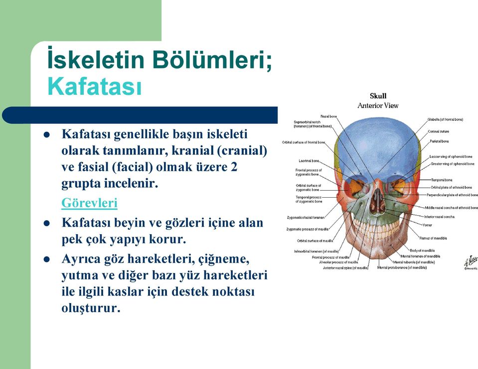 Görevleri Kafatası beyin ve gözleri içine alan pek çok yapıyı korur.