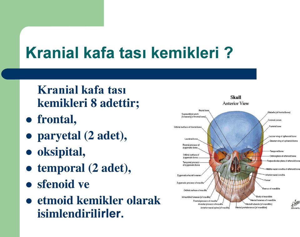 frontal, paryetal (2 adet), oksipital,