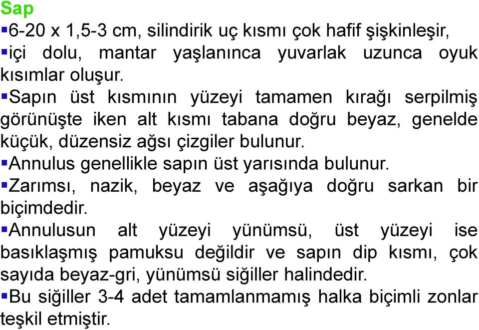 Annulus genellikle sapın üst yarısında bulunur. Zarımsı, nazik, beyaz ve aşağıya doğru sarkan bir biçimdedir.