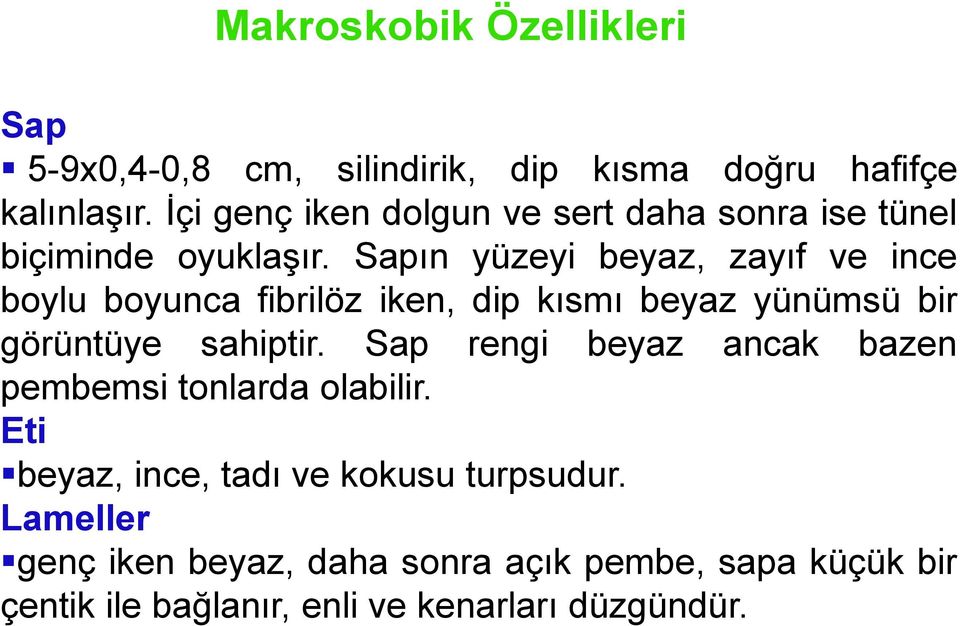 Sapın yüzeyi beyaz, zayıf ve ince boylu boyunca fibrilöz iken, dip kısmı beyaz yünümsü bir görüntüye sahiptir.