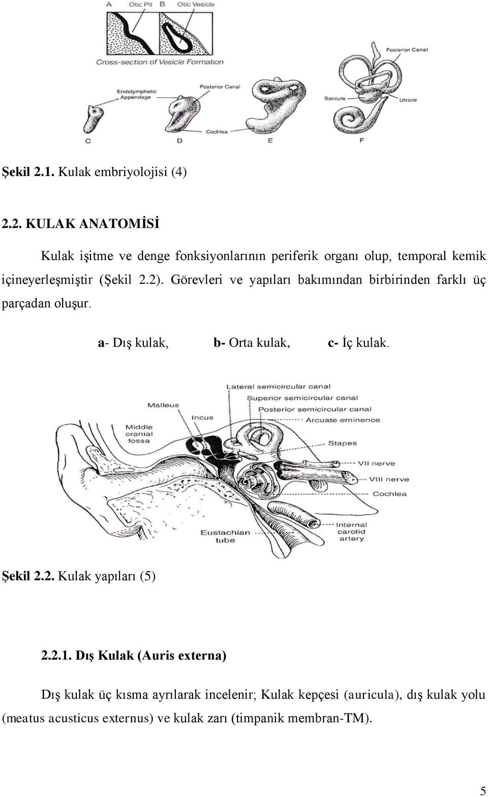 2. KULAK ANATOMİSİ Kulak işitme ve denge fonksiyonlarının periferik organı olup, temporal kemik içineyerleşmiştir (2).