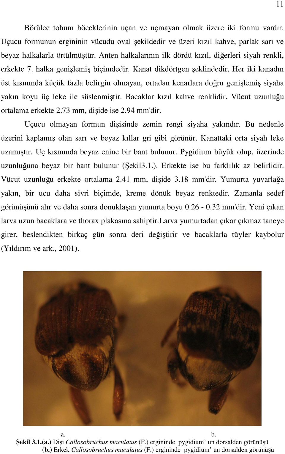 Her iki kanadın üst kısmında küçük fazla belirgin olmayan, ortadan kenarlara doğru genişlemiş siyaha yakın koyu üç leke ile süslenmiştir. Bacaklar kızıl kahve renklidir.