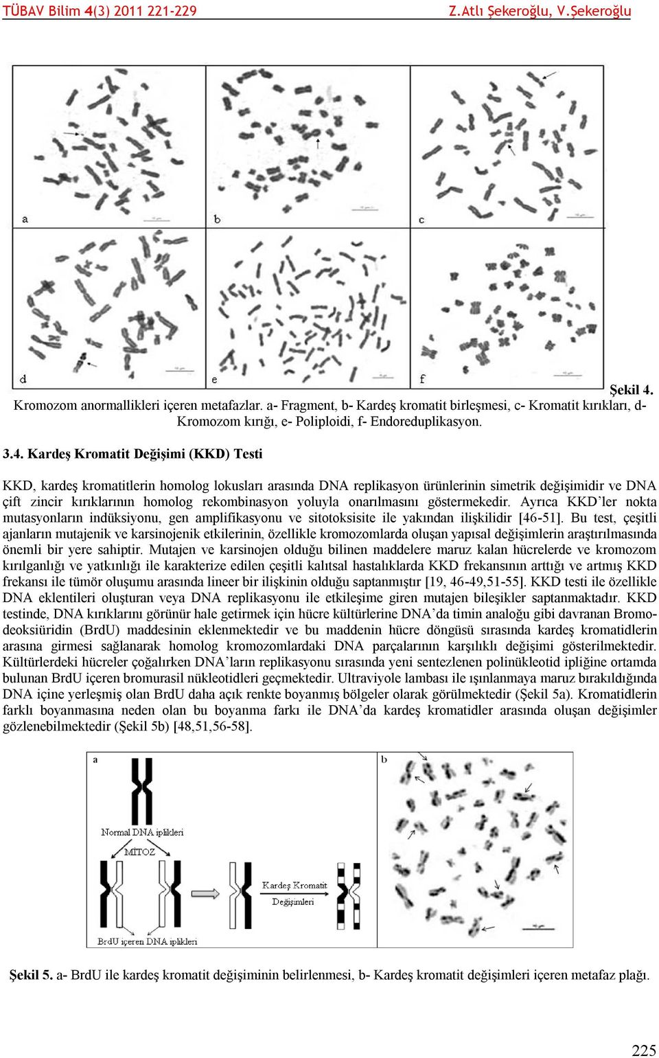 Kardeş Kromatit Değişimi (KKD) Testi KKD, kardeş kromatitlerin homolog lokusları arasında DNA replikasyon ürünlerinin simetrik değişimidir ve DNA çift zincir kırıklarının homolog rekombinasyon