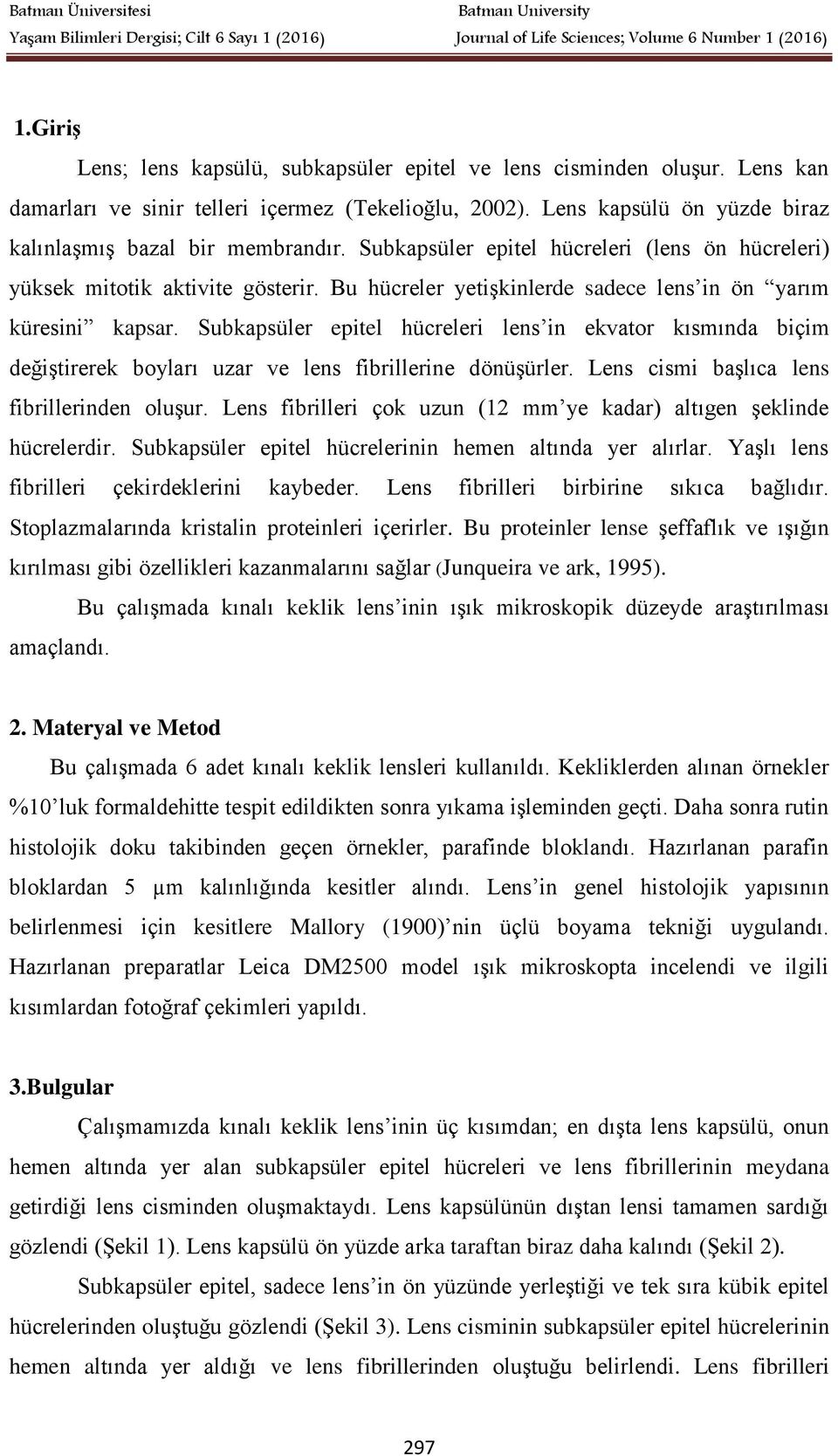 Subkapsüler epitel hücreleri lens in ekvator kısmında biçim değiştirerek boyları uzar ve lens fibrillerine dönüşürler. Lens cismi başlıca lens fibrillerinden oluşur.