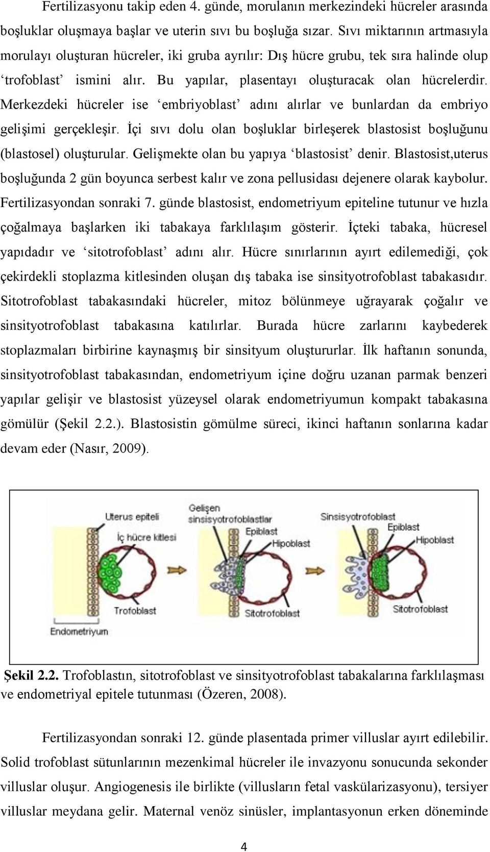 Merkezdeki hücreler ise embriyoblast adını alırlar ve bunlardan da embriyo gelişimi gerçekleşir. İçi sıvı dolu olan boşluklar birleşerek blastosist boşluğunu (blastosel) oluşturular.