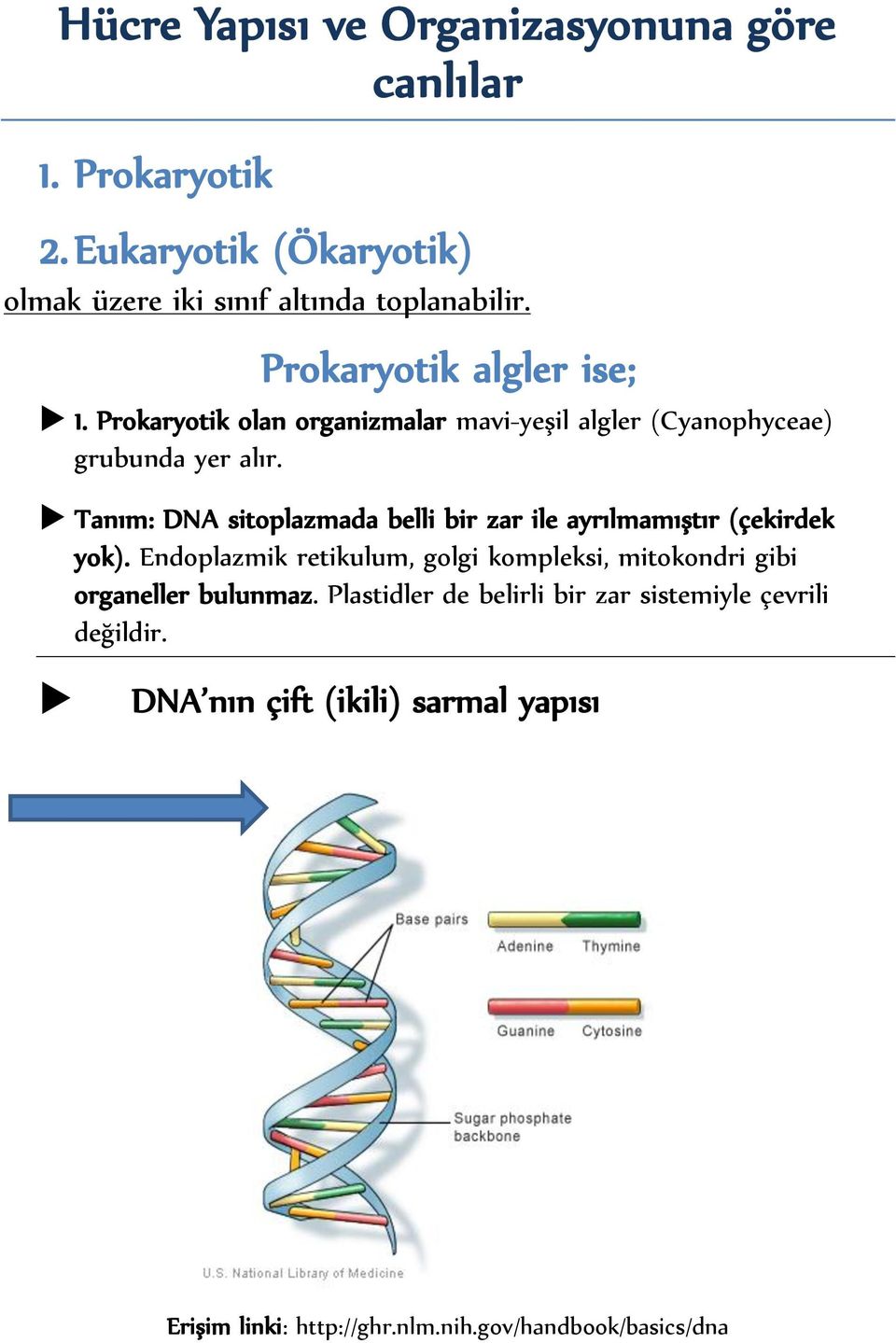 Tanım: DNA sitoplazmada belli bir zar ile ayrılmamıştır (çekirdek yok).