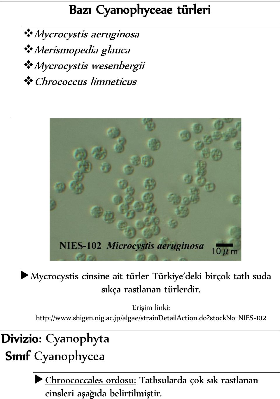 Erişim linki: http://www.shigen.nig.ac.jp/algae/straindetailaction.do?