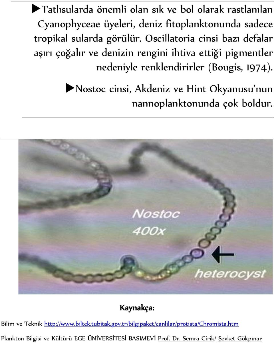 Nostoc cinsi, Akdeniz ve Hint Okyanusu nun nannoplanktonunda çok boldur. Kaynakça: Bilim ve Teknik http://www.biltek.tubitak.gov.