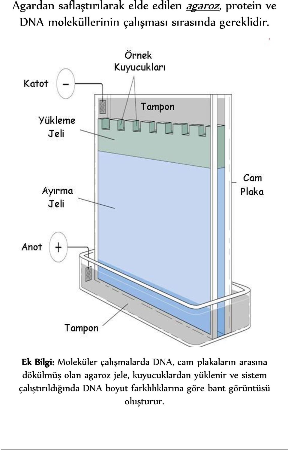 Ek Bilgi: Moleküler çalışmalarda DNA, cam plakaların arasına dökülmüş olan