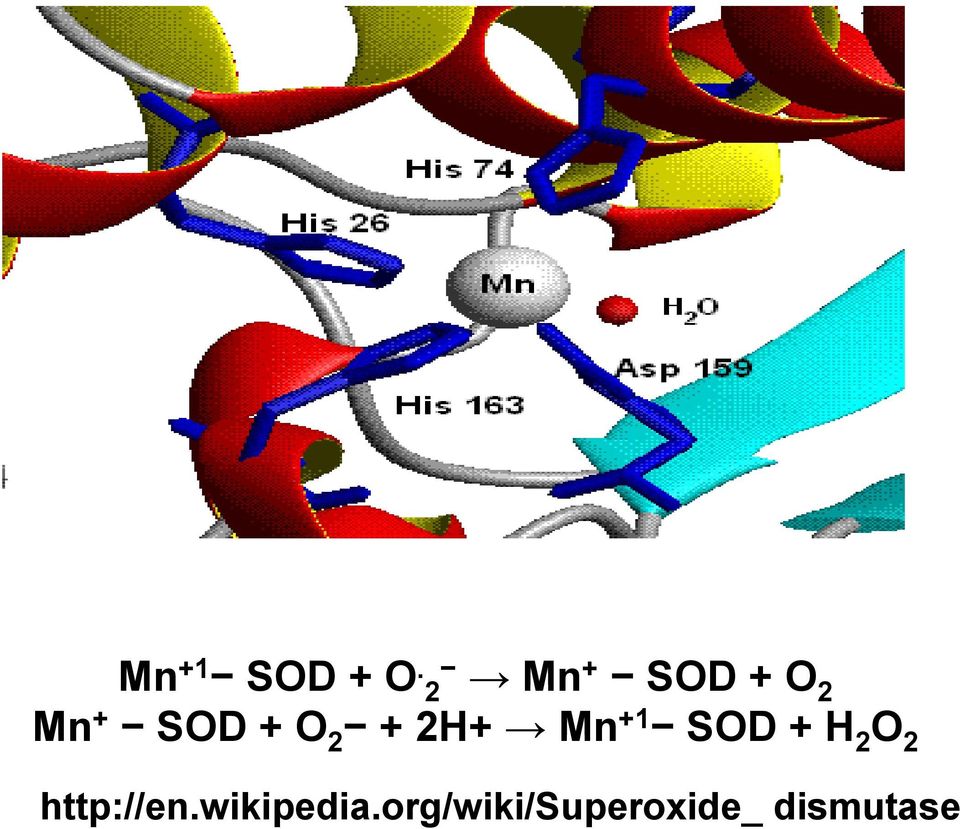 2 + 2H+ Mn +1 SOD + H 2 O 2