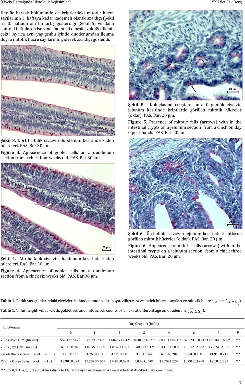 Ayrıca aynı yaş grubu içinde duodenumdan ileuma doğru mitotik hücre sayılarının giderek azaldığı gözlendi. Şekil 3. Dört haftalık civcivin duodenum kesitinde kadeh hücreleri. PAS. Bar.30 μm. Figure 3.