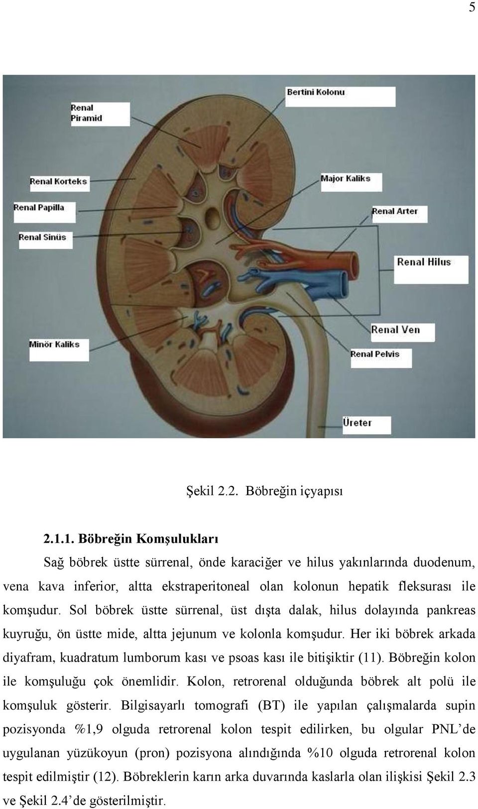 Sol böbrek üstte sürrenal, üst dıģta dalak, hilus dolayında pankreas kuyruğu, ön üstte mide, altta jejunum ve kolonla komģudur.