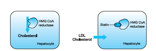 Statinler (Lipit Düşürücü İlaçlar) Simvastatin Atorvastatin Fluvastatin Pravastatin Rosuvastatin Serum