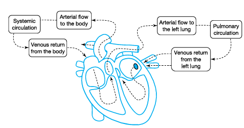 Kalbin Yapısı 7 Kalpte Kanın