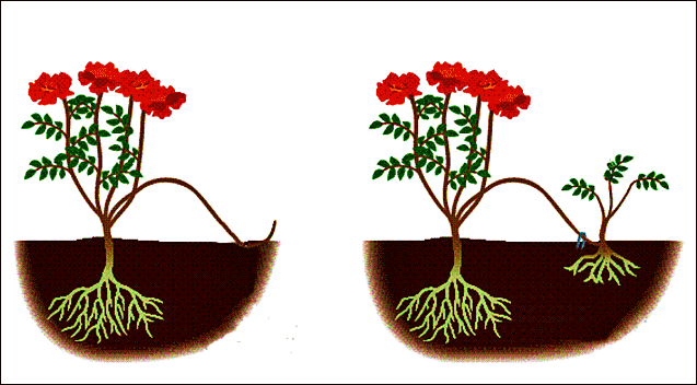 6) Vejetatif Üreme Daldırma yöntemi: Bitkinin dalının ana bitkiden ayrılmadan toprağa daldırılması ve ucunun açıkta bırakılması ile yeni bitki üretilmesidir.