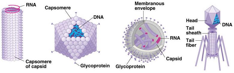 Viral Yapı İç genom: genetik bilgiyi saklayan Kapsid: Protein yapısında Kapsomerler denilen protein alt birimlerinin yapılmıştır. Tüm virusler kapsidleri vardır.