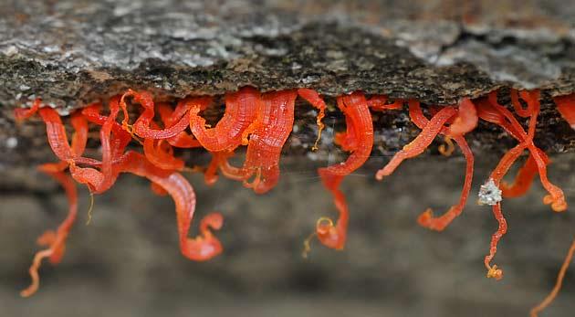 Cytospora chrysosperma, kavak plantasyonlarında kabuk nekrozları yaparak ekonomik yönden önemli kayıplara neden olmaktadır.