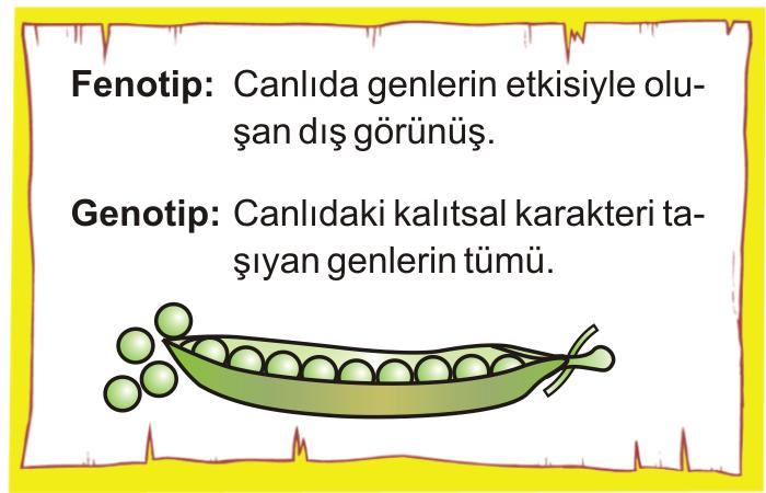 47. 49. 2800 nükleotitten meydana gelen bir DNA molekülünde, 800 sitozin bulunmaktadır. Buna göre bu DNA molekülü ile ilgili aşağıdakilerden hangisi söylenemez?