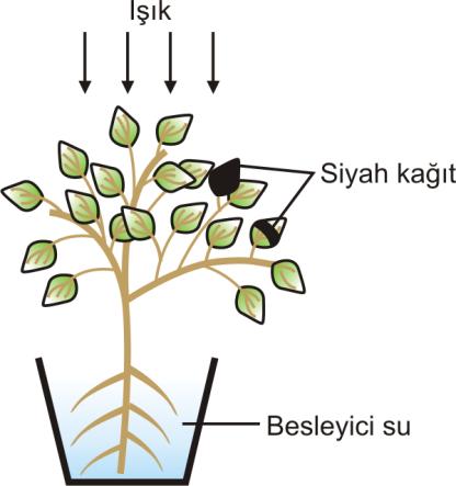 Aşağıdakilerden hangisi kalıtsal hastalıklardan korunmada etkili olan yöntemlerden biri değildir? A) Genetik danışma B) Doğum öncesi tanı yöntemleri C) Aile planlaması D) Genlerle tedavi 97.