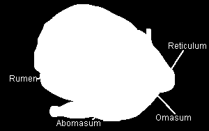 işkembeyi üst (Saccus dorsalis) ve alt (Saccus ventralis) olmak üzere iki keseye ayırır.