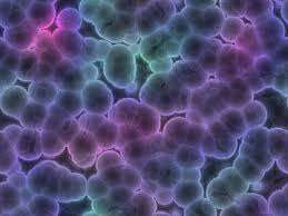 Zigot 1 hücre Mutasyon oranı 5x10-9 Toplam 5x10 9 /baz çifti 45 hücre bölünmesi Yavru