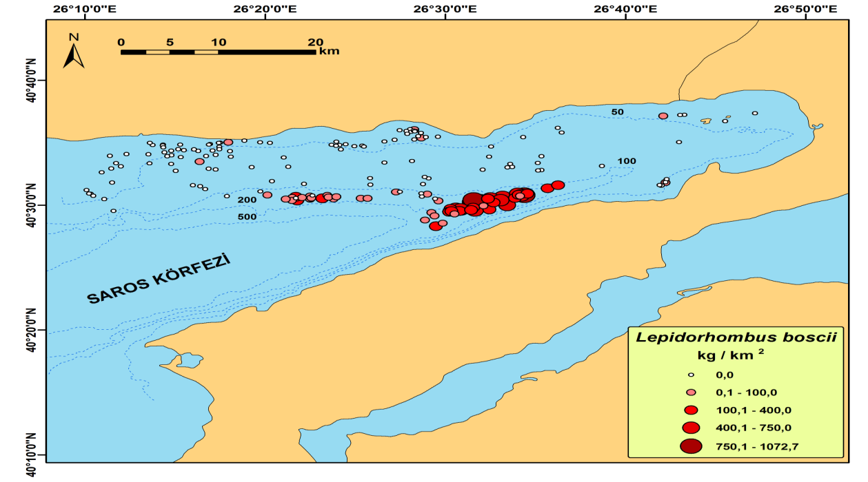 Şekil 3. Saroz Körfezi ndeki benekli pisi balığının (Lepidorhombus boscii Risso, 1810) stok dağılımı.
