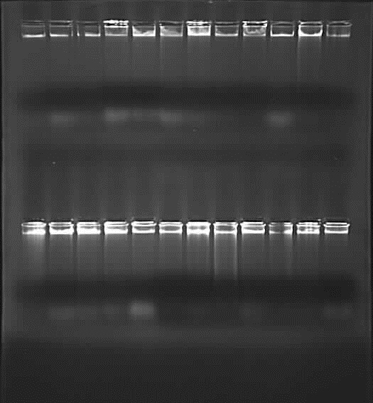 5. ARAŞTIRMA BULGULARI 5.1 DNA İzolasyonu Araştırmada kullanılan çeşitlere ait DNA ların %1 lik agaroz jel elektroforezi görüntüleri şekil 5.