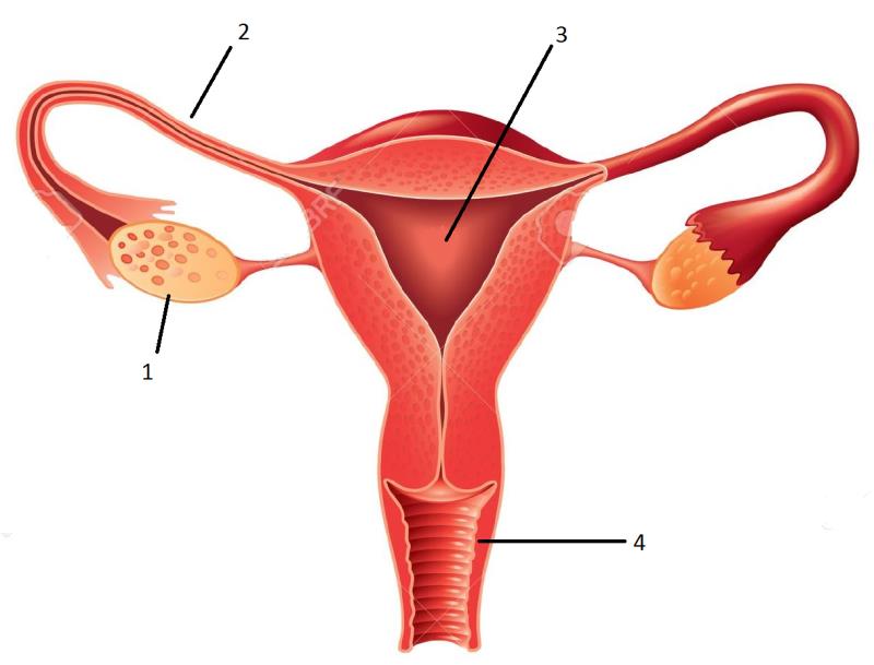 5-7- 1- Sivilce çıkması 2- Kararsızlık 3- Üreme organlarının gelişmesi 4-Boy ve kilo artışı 5- Ani duygu değişimi Yukarıda ergenlik dönemindeki bir bireyin yaşadığı bazı değişimler verilmiştir.