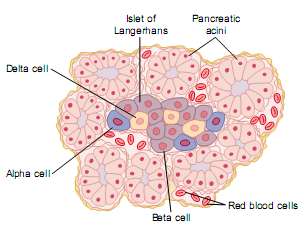 Pankreas Bezi İki tip dokudan oluşmuş; Asinüsler; Sindirim enzimleri yapar ve duodenuma salgılar Langerhans adacıkları; İnsulin ve glukagon yapar ve kana verir Herbiri 0.