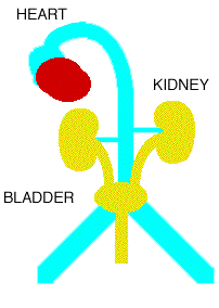 REZĠDÜEL RENAL FONKSĠYON 601 hasta yeniden değerlendirildi Rezidüel