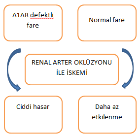 Anti-iskemik özellikleri Bu hayvanlara iskemi yaratmadan