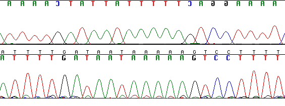 Otomatik DNA Dizi analizinde de Sanger in enzimatik DNA sentezine dayanan zincir sonlanma yöntemi kullanılmıştır. Tek farkı radyoaktif izotop yerine floresan boyaların kullanılmasıdır.