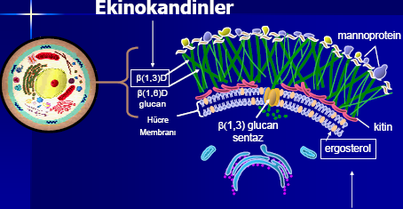 Azollerin etki