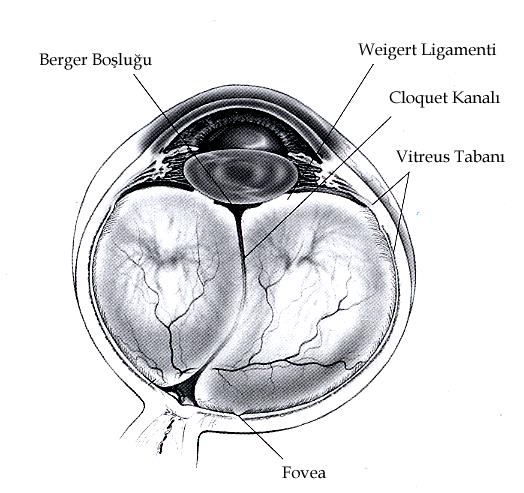 Vitreus Makroanatomi 1. Santral vitreus 2.