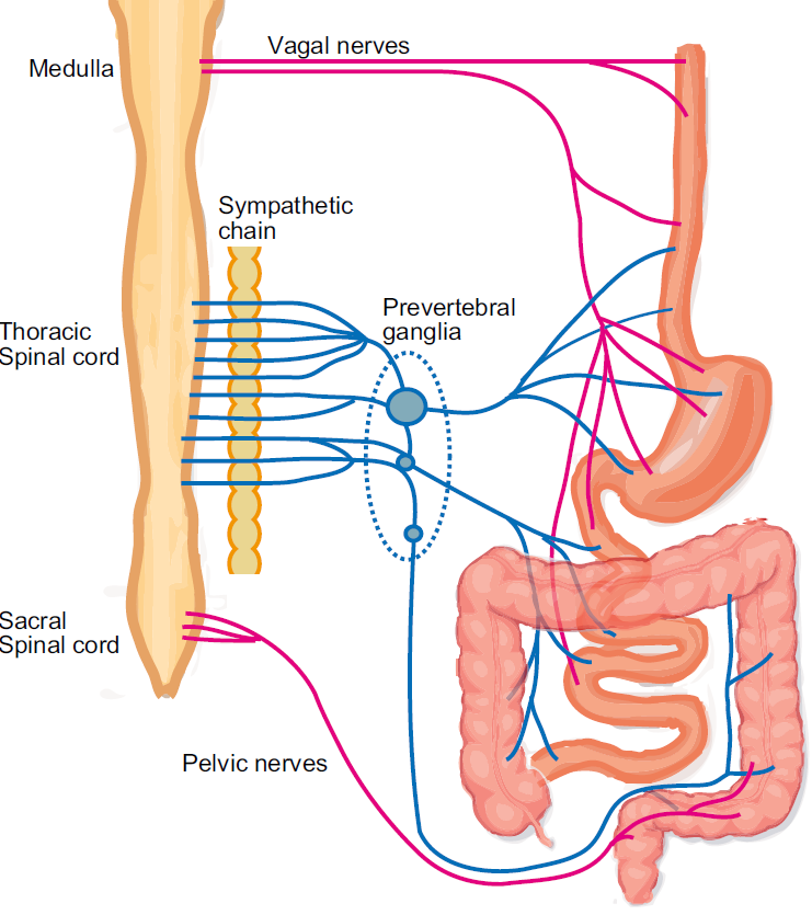 Mide ve bağırsağın fonksiyonları sempatik, parasempatik sistem ve enterik sinir sistemi (ESS) tarafından kontrol edilir Enterik sinir sistemi