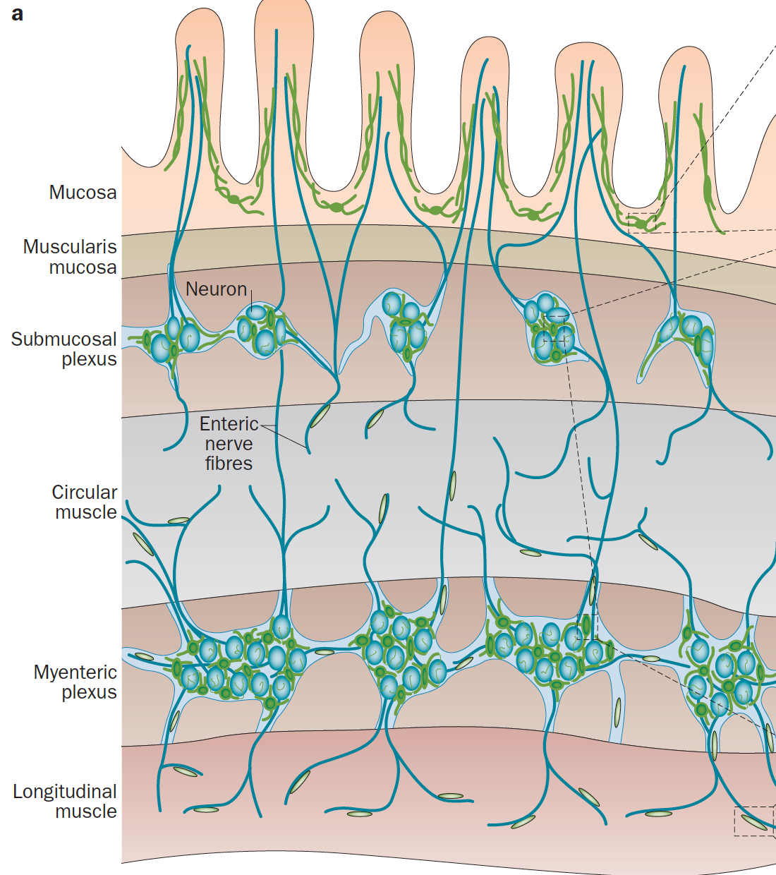 ESS nöron ve glia hücrelerinden oluşur.