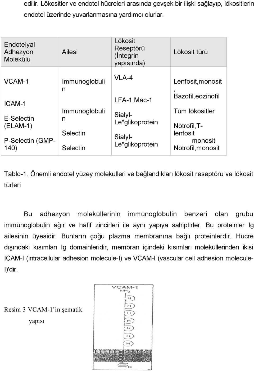 LFA-1,Mac-1 Sialyl- Le*glikoprotein Sialyl- Le*glikoprotein Lenfosit,monosit, Bazofil,eozinofil Tüm lökositler Nötrofil,Tlenfosit monosit Nötrofil,monosit Tablo-1.